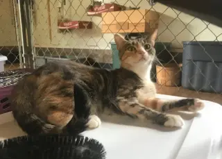 Calicos - Suzannah