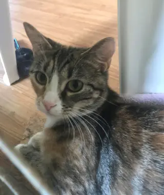 Calicos - Suzannah