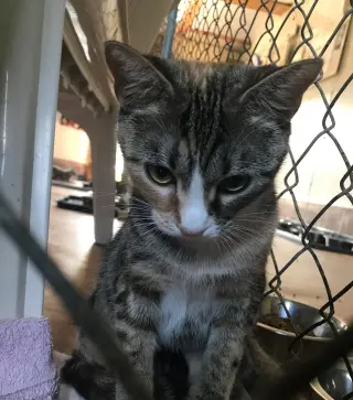 Calicos - Suzannah