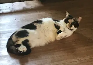 Jasmine