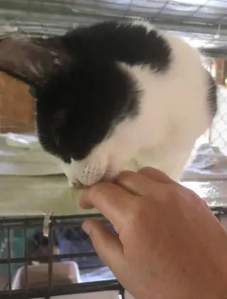 Oreo