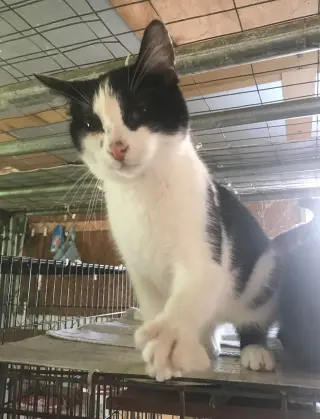 Oreo