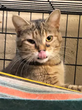 Greta