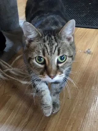 Greta