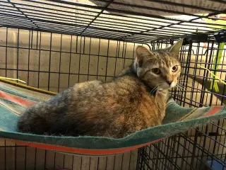 Greta
