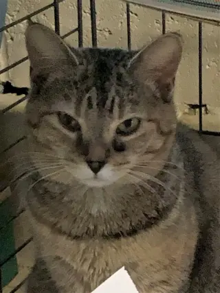 Greta