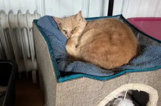 Sammie