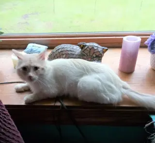 Lorenzo