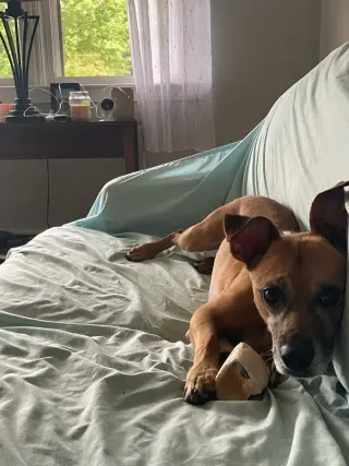 Jack