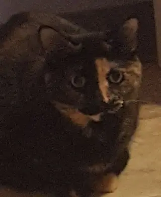 Delilah Bard