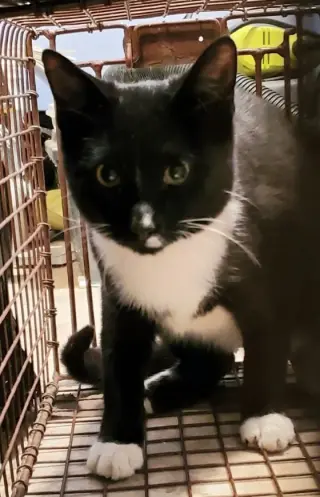 Echo