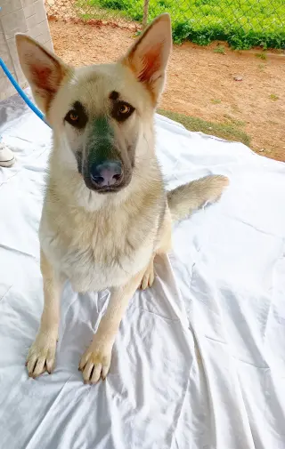 Dougie -