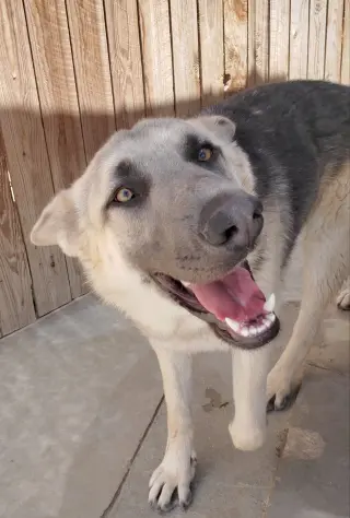 Dougie -