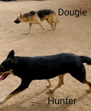 Dougie -
