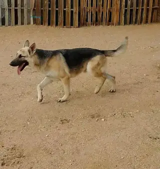 Dougie -