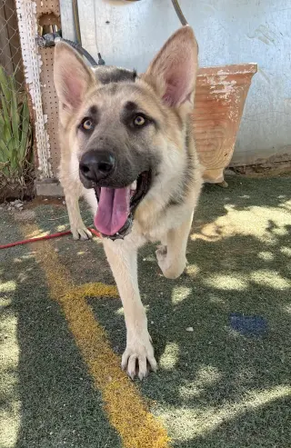 Dougie -