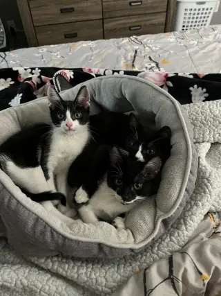 Cats/Kittens