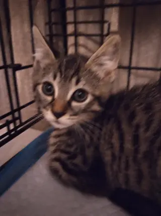 Cats/Kittens
