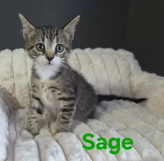 Cats/Kittens