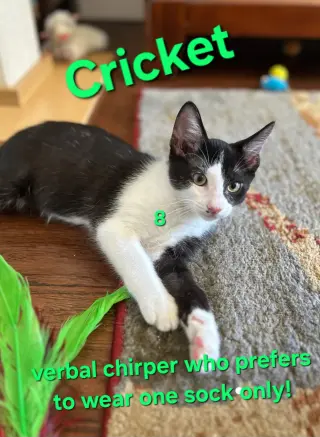 Cats/Kittens