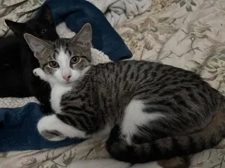Cats/Kittens