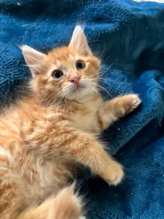 Cats/Kittens