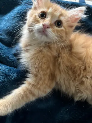 Cats/Kittens