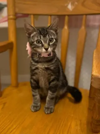 Cats/Kittens