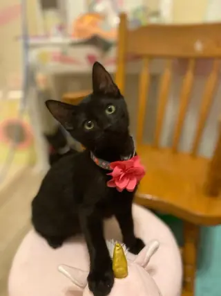 Cats/Kittens