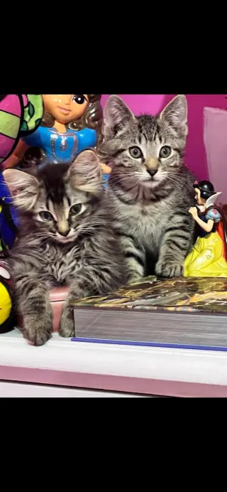 Cats/Kittens