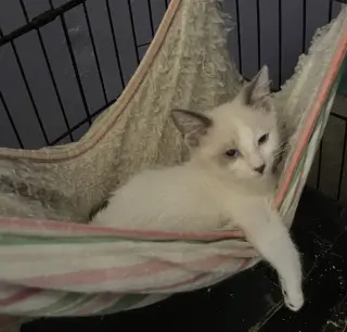 Cats/Kittens