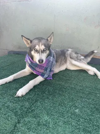 Dixie