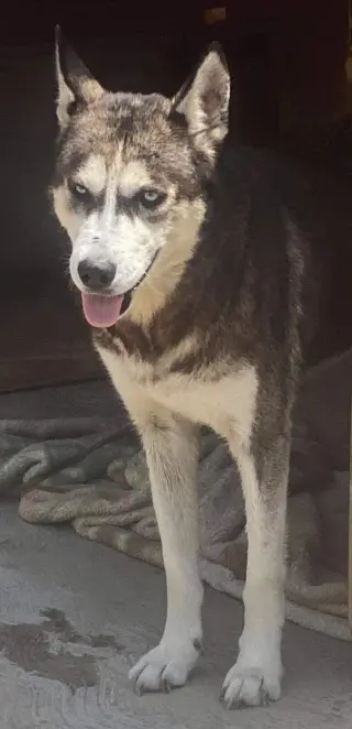 Dixie