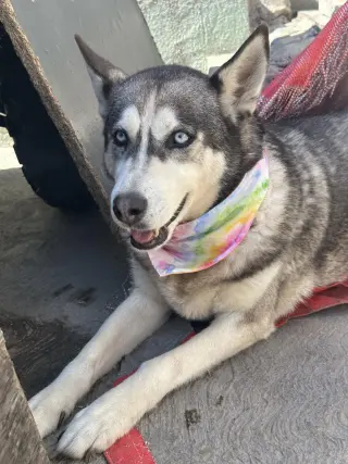 Dixie