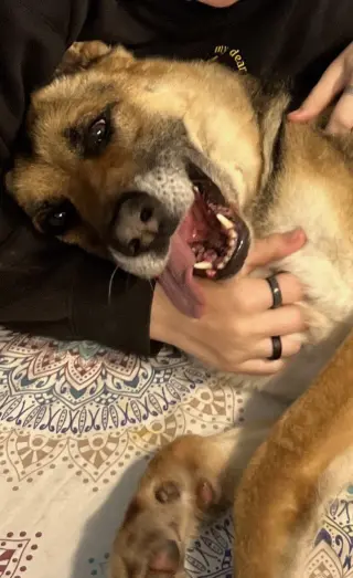 Scout