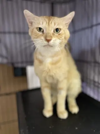 Meatball