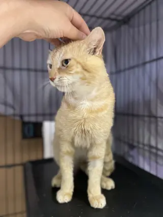 Meatball