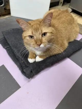 Butters