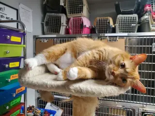 Butters