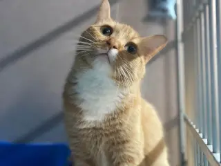 Butters