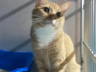 Butters