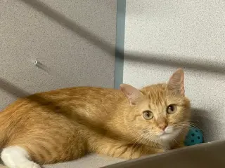 Butters