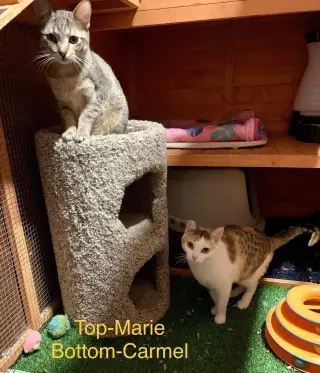 MARIE