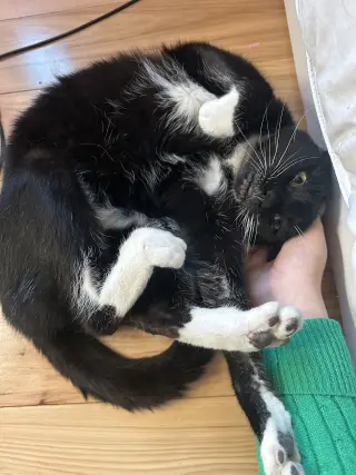 Whiskers (Napa Christina)