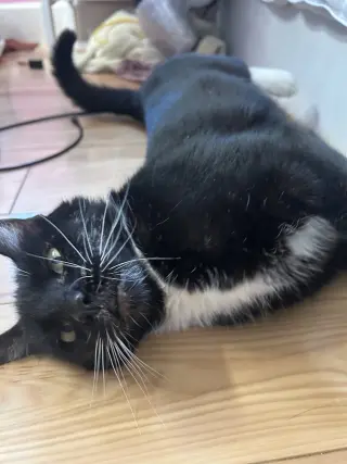 Whiskers (Napa Christina)