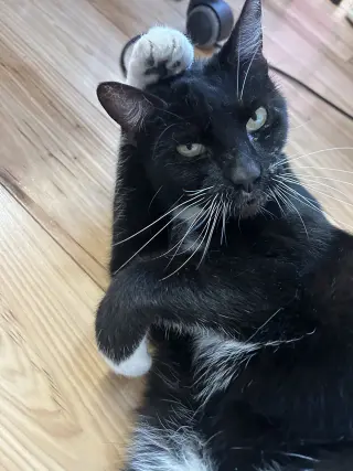 Whiskers (Napa Christina)