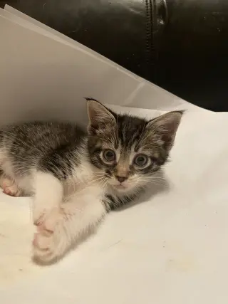 Mirabel