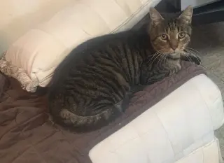 Simon