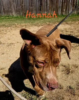 Hannah