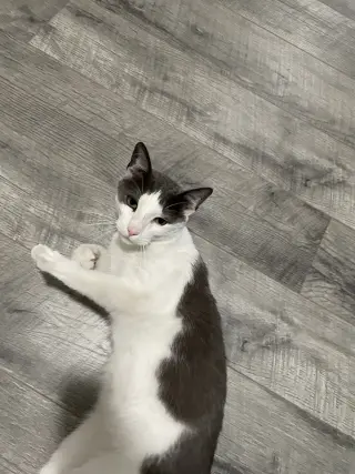 Misu